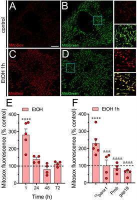 Hemichannels contribute to mitochondrial Ca2+ and morphology alterations evoked by ethanol in astrocytes